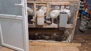 Содержание индюков. Не только бройлеры, но и индюки опережают вес на казахстанском комбикорме.