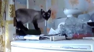 Курящие коты