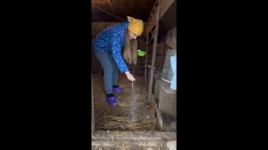 Биологическое средство глубокой несменяемой подстилки для птиц