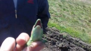 РАДНИК + ЯШИРИЦЫ !