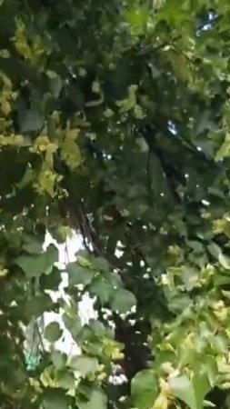 Как увеличить медосбор с лип?