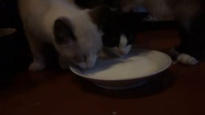 Милые котята пьют молоко