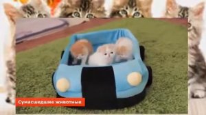 Мама кошка с котятами играет в машинку