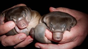 Утконос - австралийское чудо природы