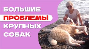 КАК НЕ ДОПУСТИТЬ ОШИБОК: Особенности воспитания КРУПНЫХ СОБАК