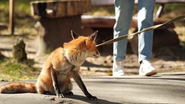 День рождения лисенка