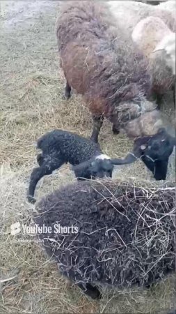 Вот такие красавчики у нас появились 🐏🐑😍