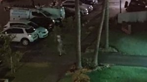 За два часа до Нового2022 Года ! Это было у нас на улице.Элла Австралия