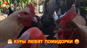 Куры любят спелые помидоры и кушают с руки 🍅🤗😂