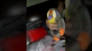 Элвин 124 умер???