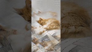 Сборник кошачей мудрости, выпуск 5