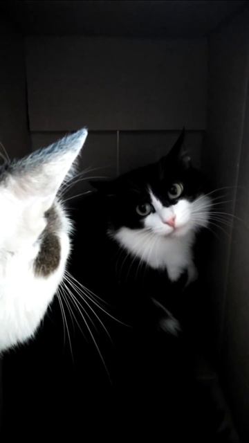 Гостья из будущего. "Машина Времени" коробка. #cat #Алиса #Коля #Миелофон #TimeMachine смотреть онлайн