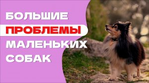КАК НЕ ДОПУСТИТЬ ОШИБОК: Особенности воспитания маленьких собак