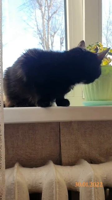 Моя Сишенька смотреть онлайн