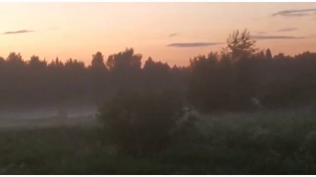 Туман наползает из под кустов