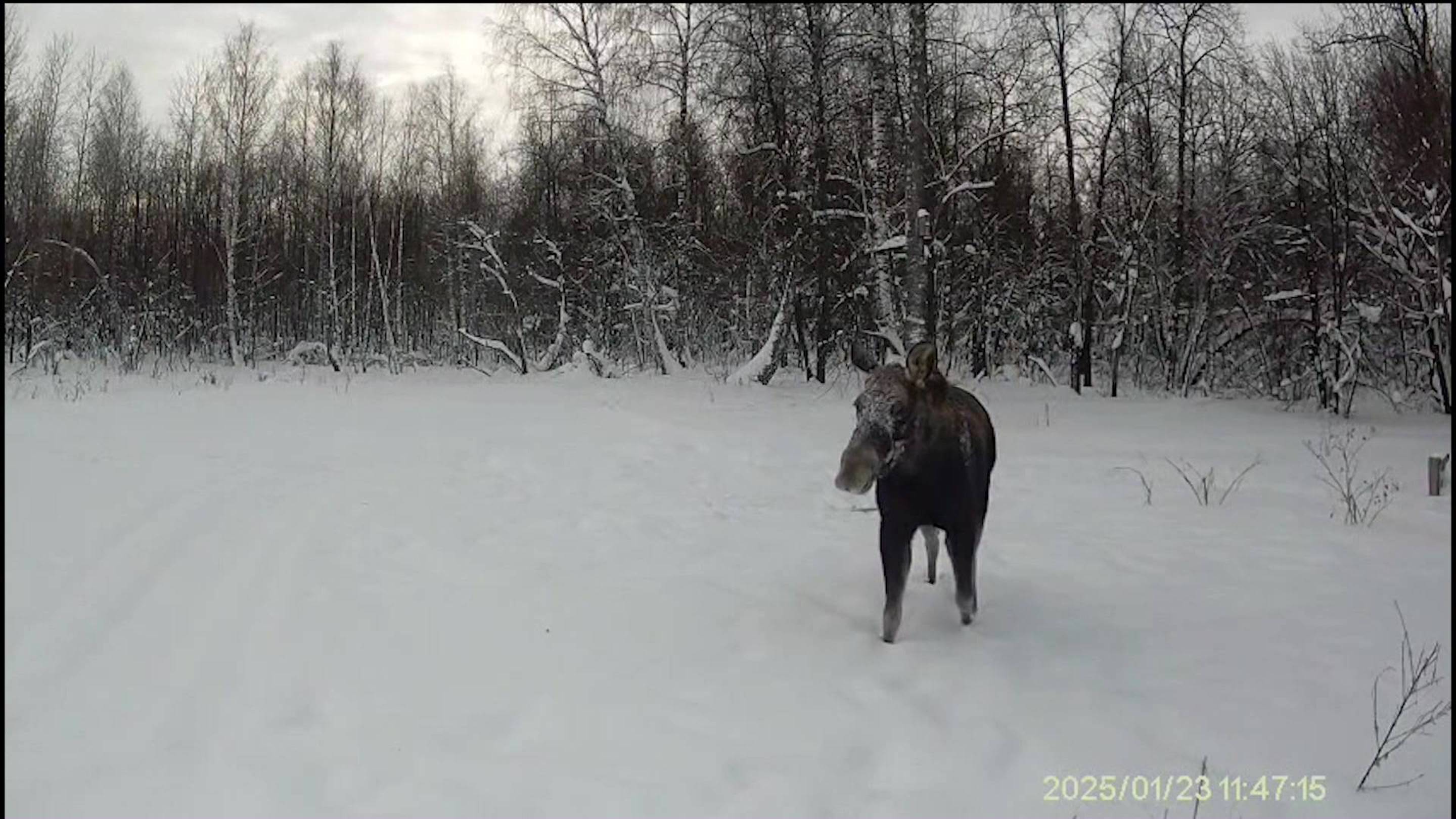 Любопытный лось попал на видео в природном парке «Аслы-куль» в Башкирии