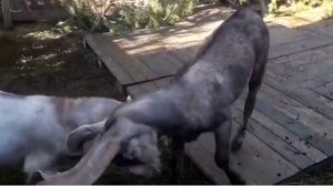 ДВЕ СЕСТРЫ КОЗОЧКИ КАМОРИ 70 %