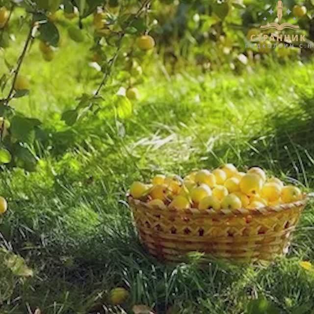 ДОМ МЕЧТЫ