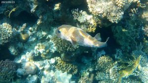 Отель MONTE CARLO SHARM RESORT & SPA 5* Подводный мир у отельного рифа.