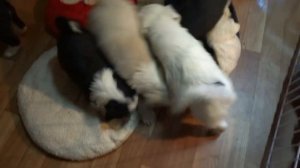 щенки Тибетского Терьера