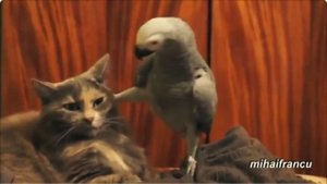 Попугай разговаривает с Котом
