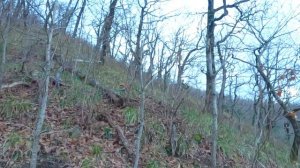 Охота на вяхиря Агой 10.01.2024