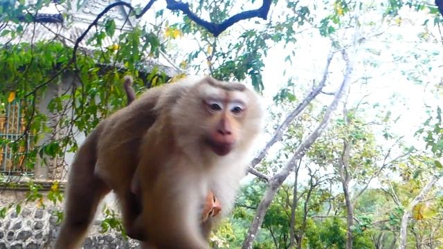 Rockstar Wanna Stay In Peaceful Site That Loura Often Follows Him смотреть онлайн