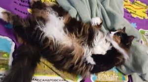 нас и тут не плохо кормят