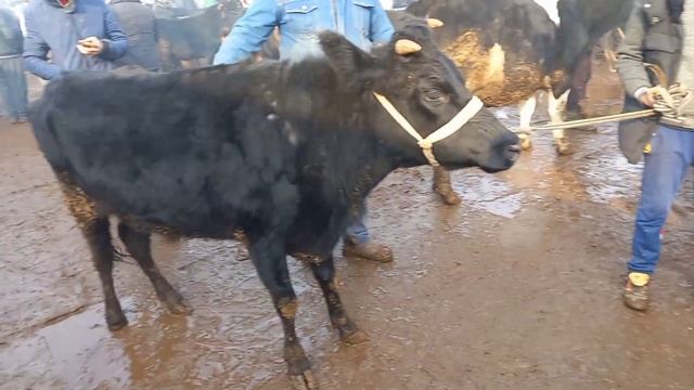 МОДАГОВИ ФАРБЕХ ЖИВОЙ ВЕС МОЛ БОЗОРИ ХУДЖАНД