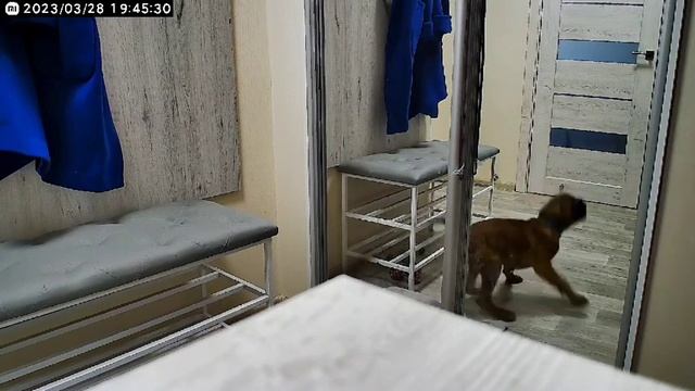 щенок немецкого боксера Cooper  обнаружил камеру наблюдения. 2.5 месяца