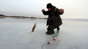 До обеда и в мешке прибыло . р .Волга. 2025 ЩУКИ