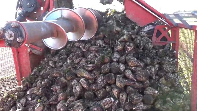 Amazing Agriculture Machine | Sugarbeet Harvest | GRIMME Rexor 630