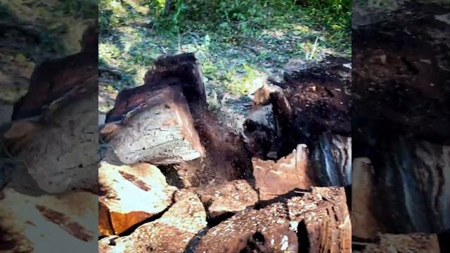 Такого дерева вы ещё не видели! Вот это дуб   wood  стройка  лето wolfa техника москва