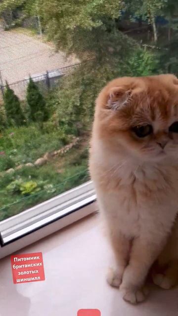 питомник британских золотых шиншилл  есть котята #британцы #cat #пушистики #catlover #котик #kitten