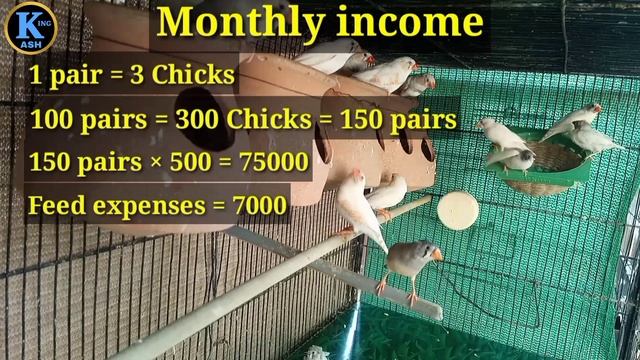 Zebra finches business idea | Complete monthly business plan | Home based business ideas | Business смотреть онлайн