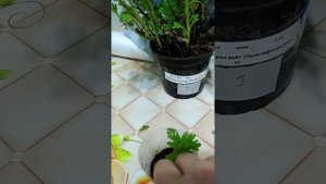 ЧЕРЕНКУЮ ХРИЗАНТЕМУ МУЛЬТИФЛОРУ 🌿🌿🌿🏵️🏵️🏵️🌿🌿🌿