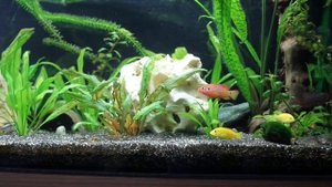 зелёный цихлидник 160 л.