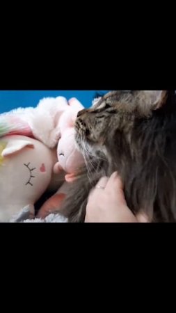 Ар-в 23.10.22 Мы игрушка МЯГКАЯ. Мейн кун Сева. #cat #сева #кошка