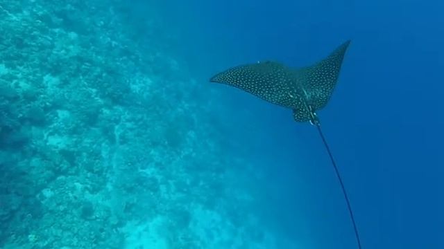 Eagle Ray truly fascinated us with his grace and elegance 😍