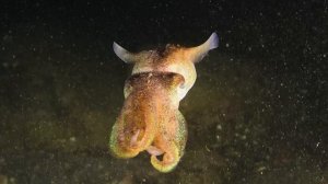 Каракатица россия тихоокеанская