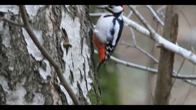 Пёстрый и трёхпалый