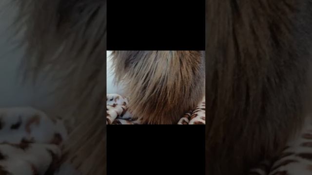 мы спать #cat #сева #котики #семейныйканал #животные