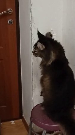 ремонт и кот#ремонтквартир #котики #семейныевлоги