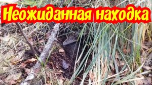 Неожиданная находка в лесу коп металлолома.