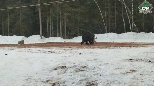 чемпионат охотничьих собак по подсадному медведю, Новгородская область 2025