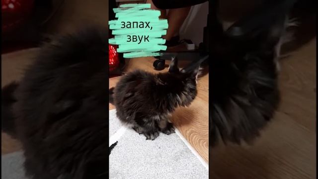 сева, первый день в новой семье #cat #котик #животные #сева