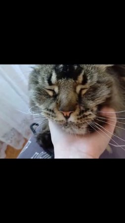 как мы не любим мыться, но морально готовимся #cat #животные #прикол #котик #сева #кот