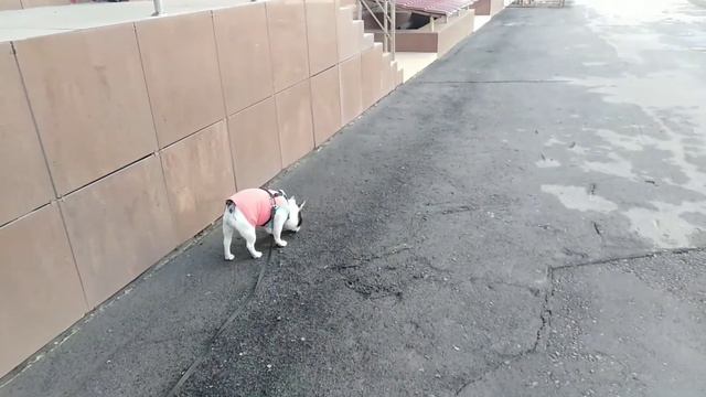 Любопытный щенок французский бульдог исследует город. смотреть онлайн
