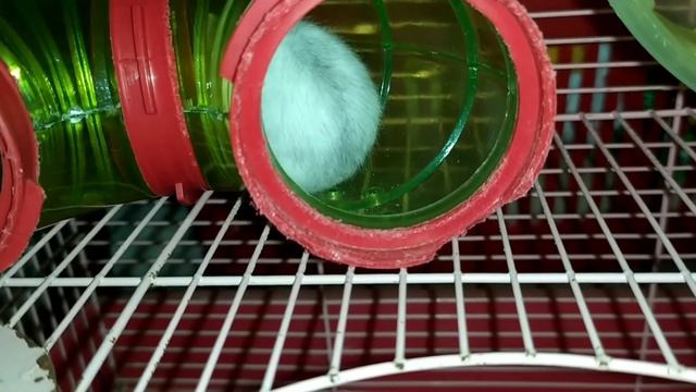 Приручение хомяка день 4. Занятые будни