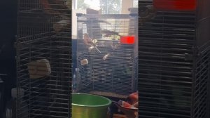 Розовобрюхий травяной попугайчик, Боурка. Пение самца. Neopsephotus bourkii